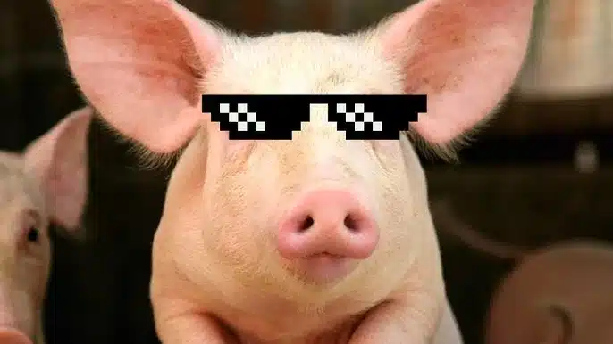 pigcasso e altri animali milionari